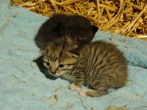 Lieve aanhankelijke kittens zoeken warme thuis!