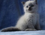 ik zoek kitten liefst brits langhaar (kort of half lang mag eventueel ook)