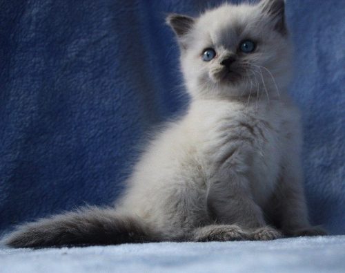 ik zoek kitten liefst brits langhaar (kort of half lang mag eventueel ook)