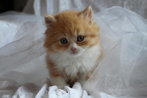 kitten gezocht regio zottegem