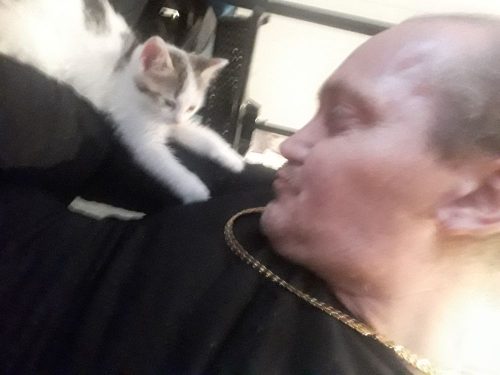 Kitten gezocht regio Antwerpen