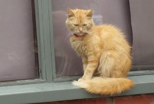 Kitten/junior