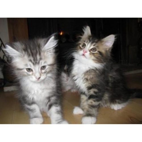 perfecte nieuwe knuffelkatjes klaar om hun nest te verlaten