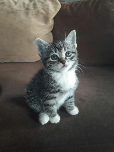 Zo jong mogelijke kitten