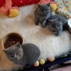 Kittens – Op naar een kitten in de buurt?