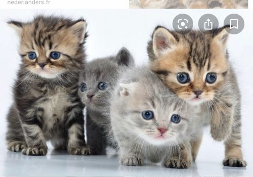 Kitten gezocht