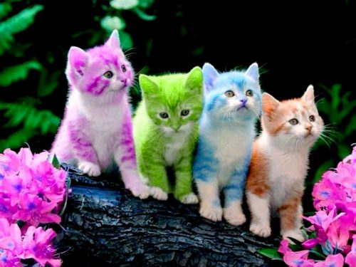 GEZOCHT kitten ( katertje )