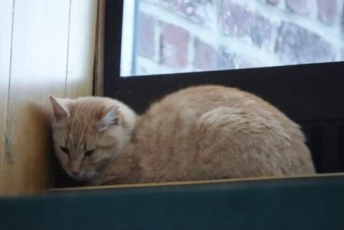 Ik zoek een jonge kleine kat