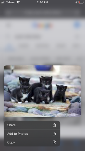 zwarte kitten / zwart witte