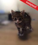 Zoek jonge kitten Brugge