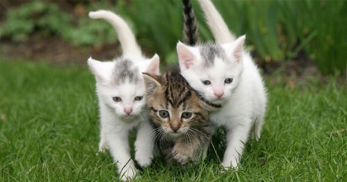 Wij zoeken een kitten om ons gezin te vervoledigen