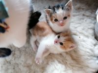 Gratis kitten