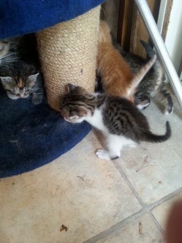 Op zoek naar een kitten regio ichtegem