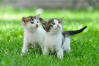Op zoek naar kitten voor mijn kinderen