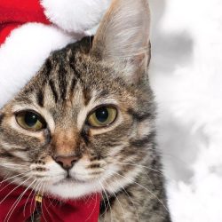 close-up-foto-van-een-kat-met-een-kerstmuts-op-zijn-kop-hd-kerst-achtergrond