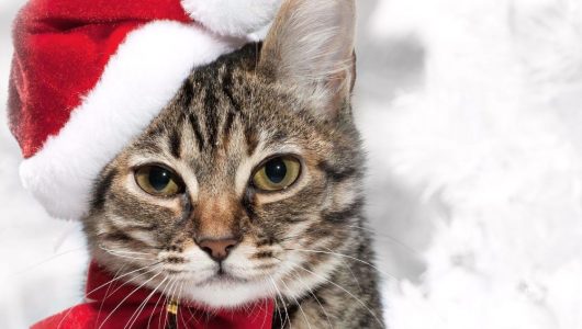 close-up-foto-van-een-kat-met-een-kerstmuts-op-zijn-kop-hd-kerst-achtergrond