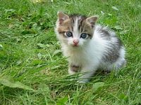 gezocht kitten