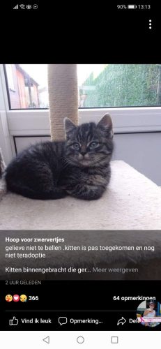 Zoek gratis kittens regio Kortrijk