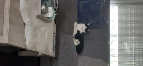 Kitten gezocht
