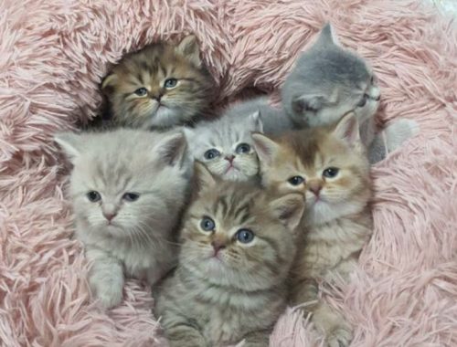 Kitten gezocht britse korthaar of langhaar, liefst een kattin
