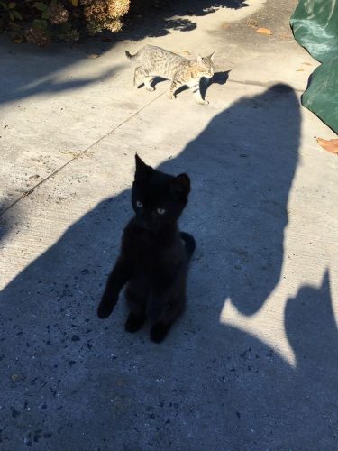 gratis kittens vlaamse ardennen