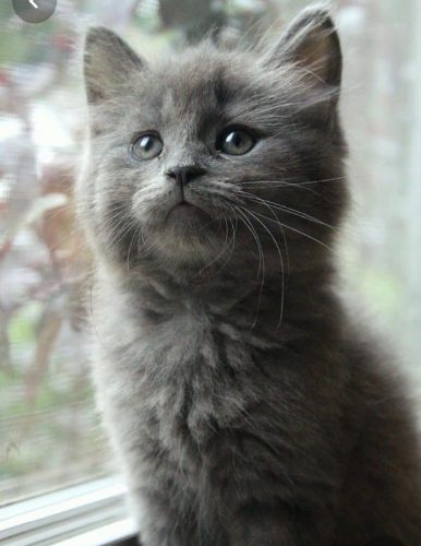 Opzoek naar een kitten