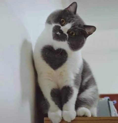 Kittens opzoek