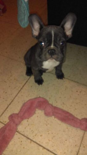 Ik zoek 2 kittens liefste gratis krijgen een super huisje ben van limburg regio borgloon liefste in de omgeving mag hasselt tongeren sint truiden