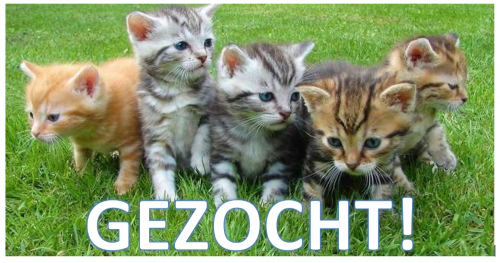 Gezocht: Kitten
