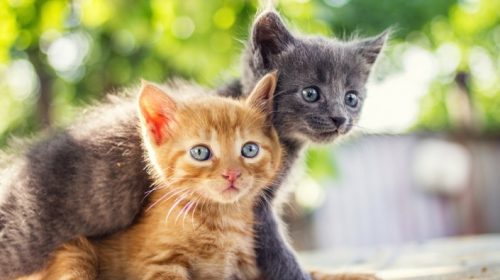 Opzoek naar een kitten (ras maakt niet uit)