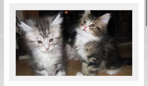 Ik zoek een kitten! Maakt niet uit welke ras. Gewoon een kitten die een warm nestje nodig heeft en liefde!
