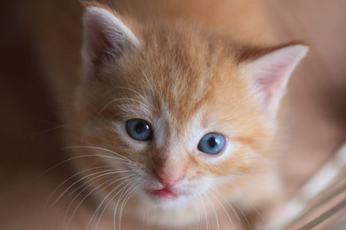 Opzoek naar een kitten