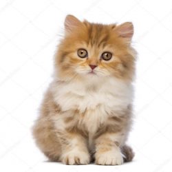depositphotos_24547647-stock-photo-british-longhair-kitten-2-months