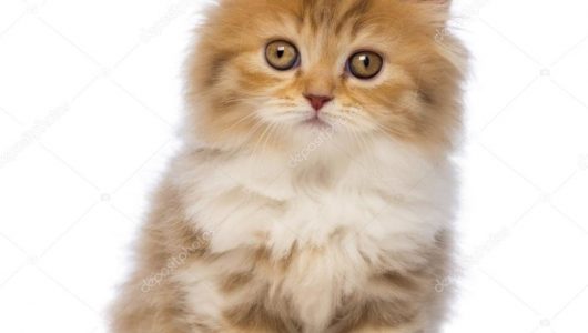depositphotos_24547647-stock-photo-british-longhair-kitten-2-months