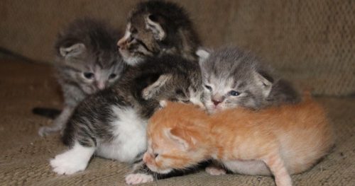 Kittens gezocht