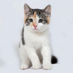 depositphotos_78996170-stock-photo-tricolor-kitten-sitting-on-gray