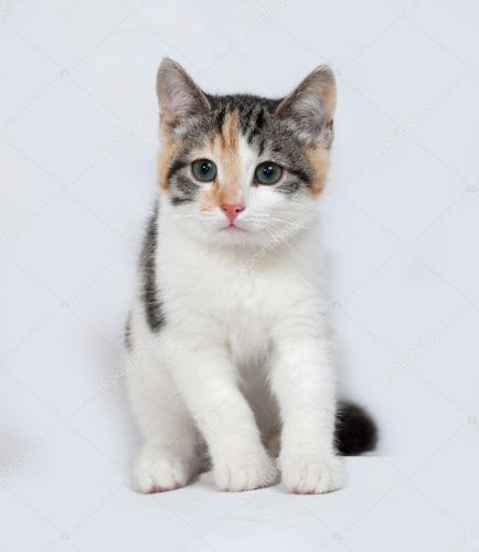 tricolor kitten gezocht