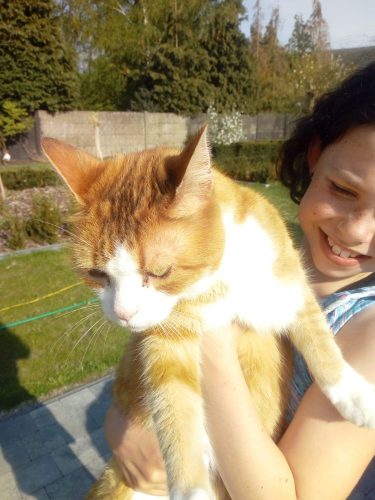 Rosse- witte kitten – liefst kater gezocht