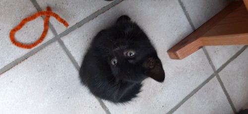 3 zwarte kittens