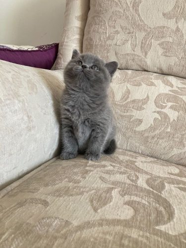 Opzoek naar een vriendje voor ons kitten!