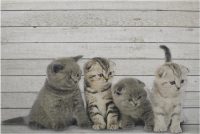 Ik zoek een lieve kitten die een warme en liefdevolle thuis zoekt