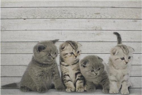 Ik zoek een lieve kitten die een warme en liefdevolle thuis zoekt