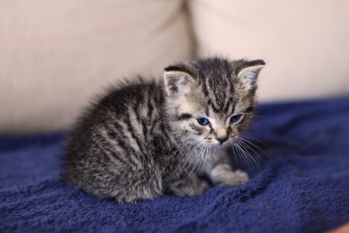 Gezocht: kitten