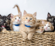 Gratis kittens gezocht