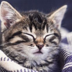 Kittens – Op naar een kitten in de buurt?