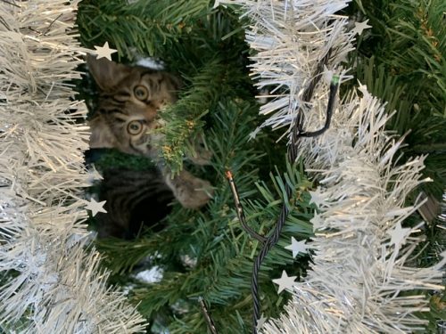Ik zoek een kameraadje voor onze kitten