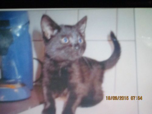 WIJ ZOEKEN 2 BABY POES MAX 3 MAANDEN