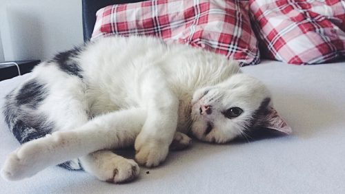 Op zoek naar een kitten!