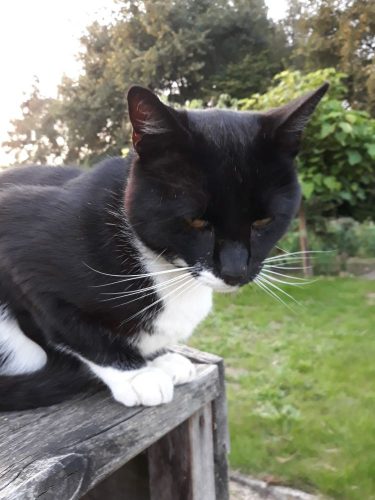Ik ben op zoek naar een kitten, niet ver van Grobbendonk.