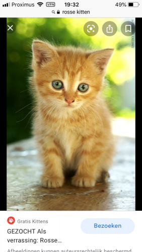 Gezocht: rost katje